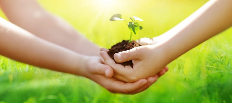 One child giving to another young sprout of a plant from hands to hands. Concept of a new life, saving planet and gardening.