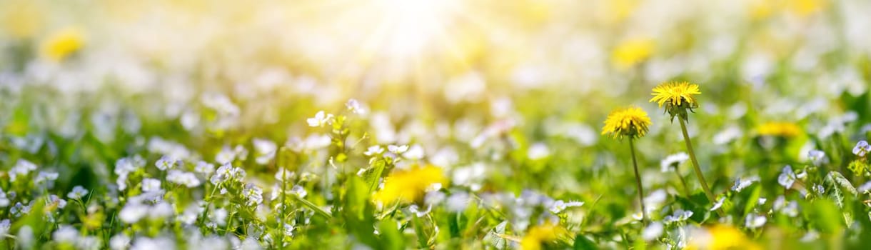 Closeup view of the meadow with blossoming spring flowers. Green field with forget-me-not wildflowers and dandelions.