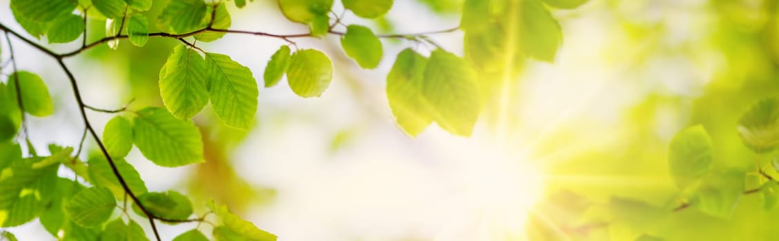 Panoramic view of the tree's branches with fresh young foliage. Beautiful natural background.