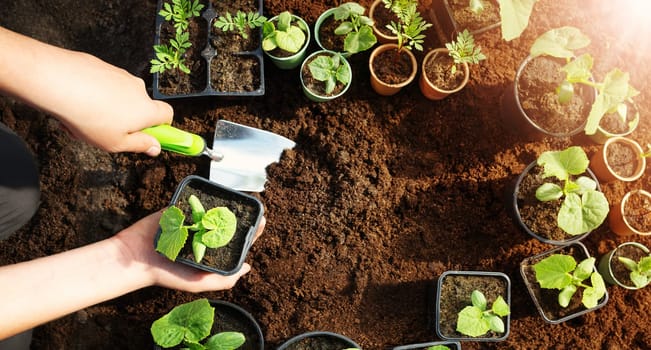 Child seedling a young plant sprout in the black soil. Concept of a new life, saving planet and gardening.