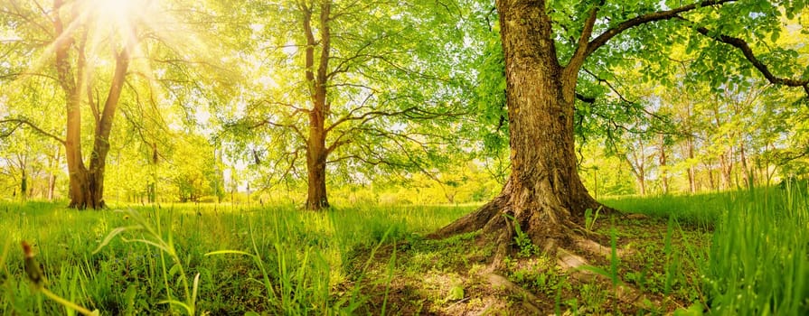 Morning sun rising in the woodland in spring. Background of the old trees with strong roots in the forest.
