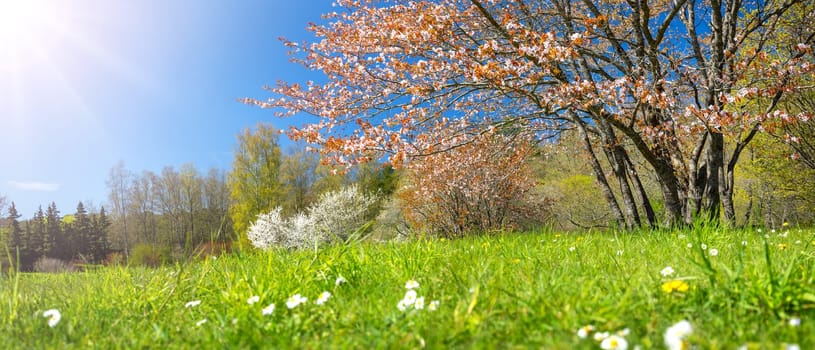 Panoramic view of the colourful meadow with blossoming cherry trees. Spring in the natural park.