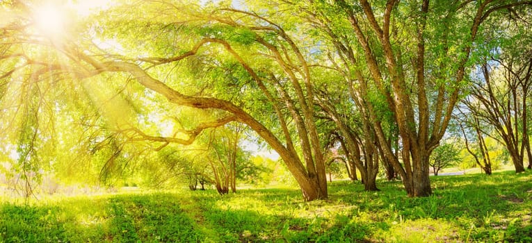 Background of the morning sunrise in natural wilderness park in spring. Fresh green foliage on the old trees.