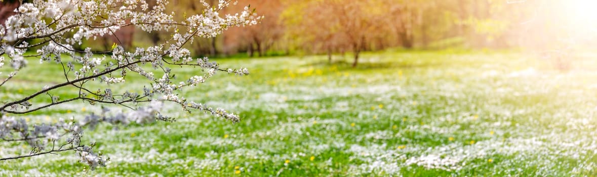 Panoramic view of the colourful meadow with blossoming cherry trees. Spring in the natural park.