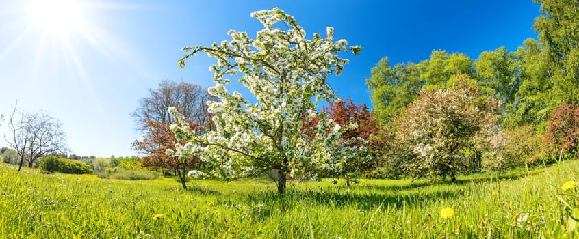 Cherry blossoming in the natural park in spring. Beautiful background of the blooming tree.