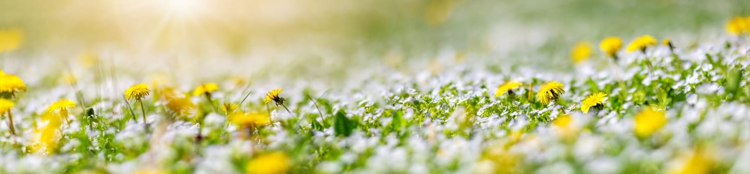 Closeup view of the meadow with blossoming spring flowers. Green field with forget-me-not wildflowers and dandelions.
