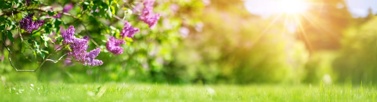 Lilac bush blooming in the park in spring. Panoramic background of the blossoming tree.