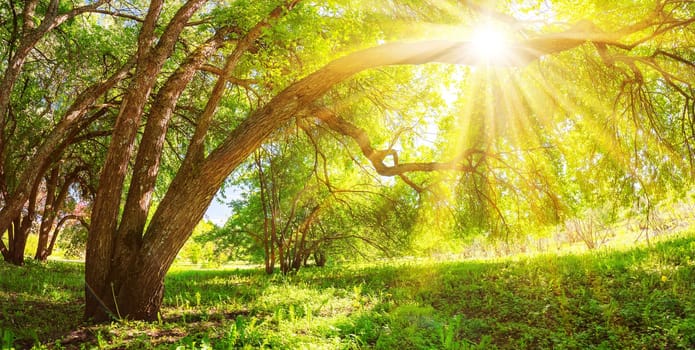 Background of the morning sunrise in natural wilderness park in spring. Fresh green foliage on the old trees.