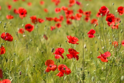 in the meadow - wild poppy flowers - soft focus