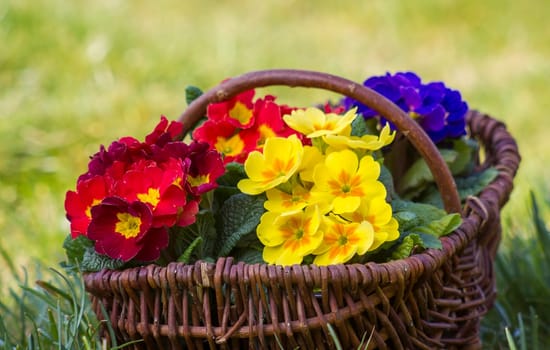 Blossoming primrose in a basket