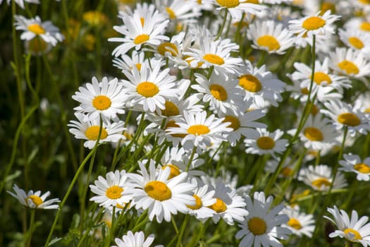 Ox-eye Daisy (Leucanthemum vulgare) in garden - close up