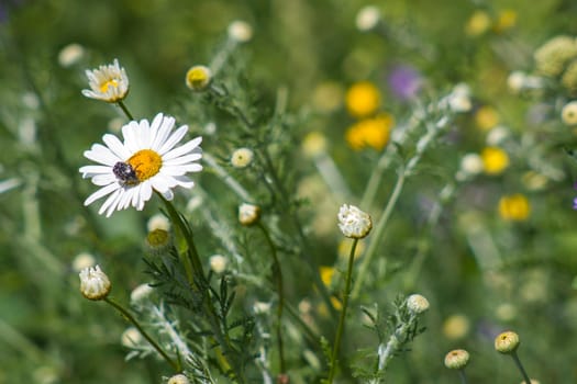 daisies flowers - close up - soft focus