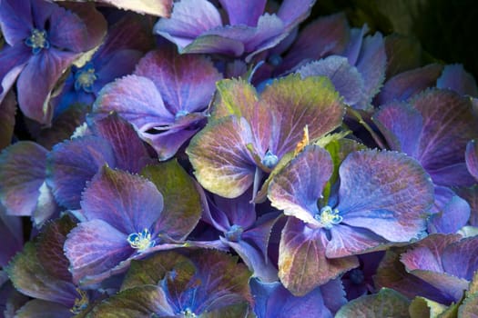 Macro image, colorful hydrangea flower background