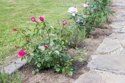 stone paved garden path and flowers - roses and lavender