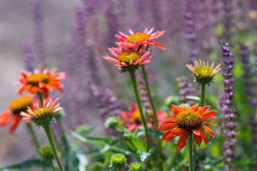 echinacea - coneflowers in the garden - abstrackt background