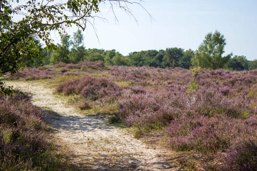 Heathland in National Park Maasduinen in the Netherlands
