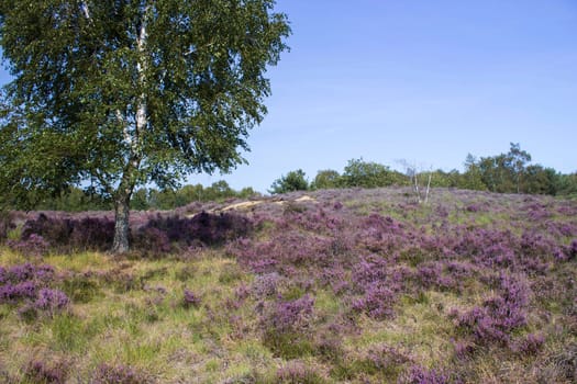 Heathland in National Park Maasduinen in the Netherlands