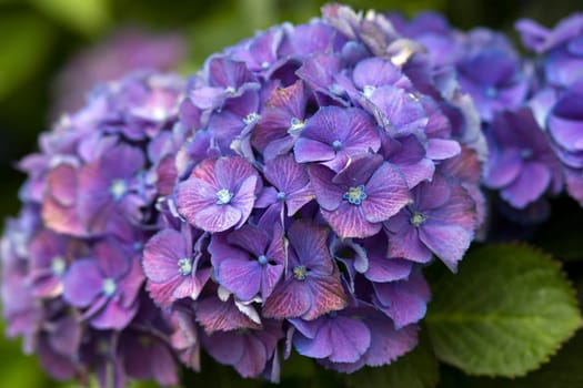 Macro image, colorful hydrangea flower background