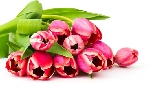 red tulips on white background