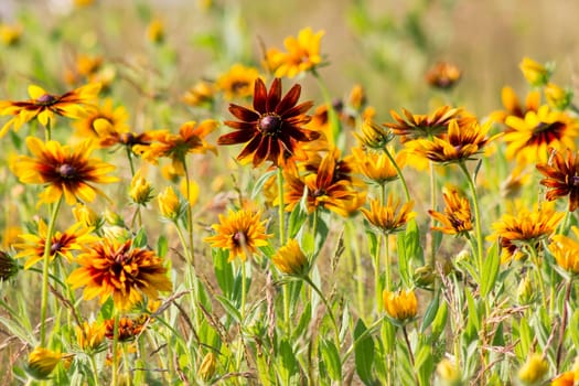 Rudbeckia flowers in nature