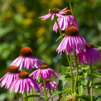 echinacea - coneflowers in the garden