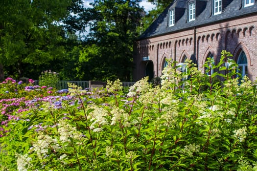 Bush of Hortensia flowers in the garden, Germany