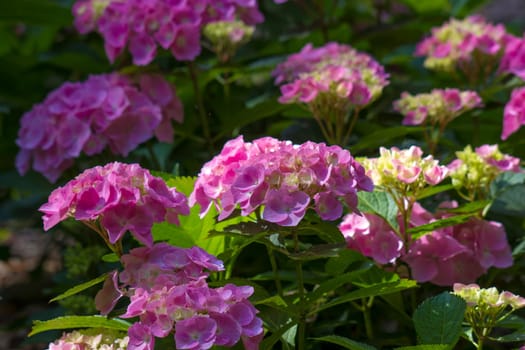 Bush of Hortensia flowers in the garden, Germany