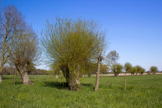 Salix caprea - willow grove. Spring Landscape with several willows grow in the meadow, Germany
