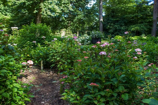 Bush of Hortensia flowers in the garden, Germany