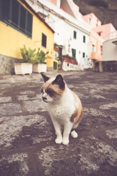 Procida, the island of cats.