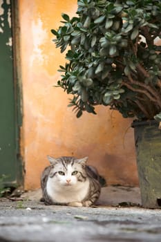 Procida, the island of cats.