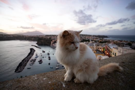 Procida, the island of cats.