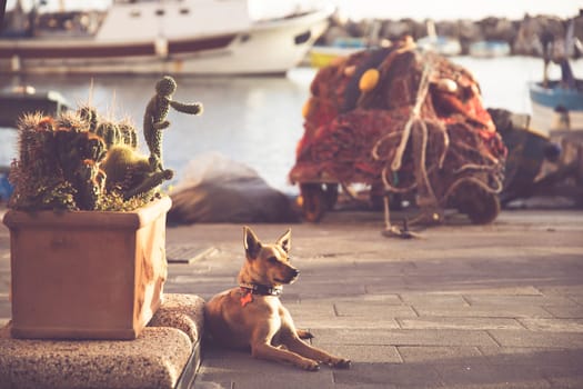 View of cute dog on the Port of Corricella with lots of colorful houses on a sunny day in Procida Island, Italy.