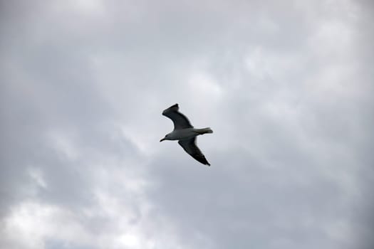 Seagull on cloudy, grey autumn sky