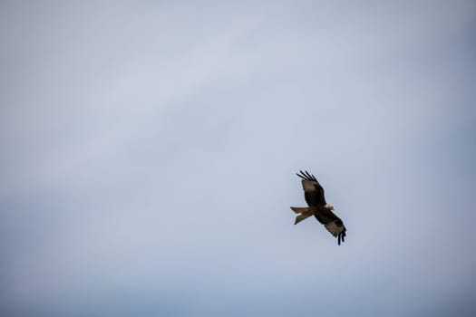 A red kite with outstretched wings circles in the sky.