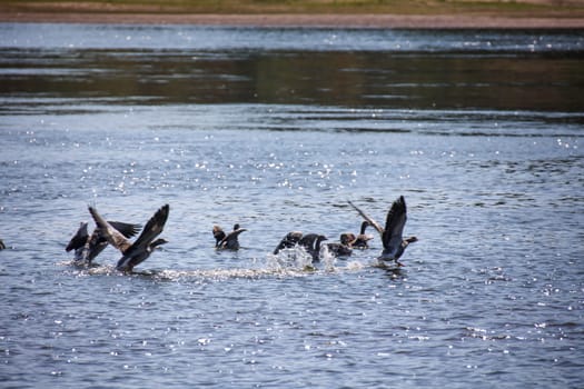 Grey goose, grey geese in nature. Portrait of a goose in nature.