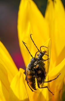 A four-banded narrowbuck, Leptura quadrifasciata on a sunflower.