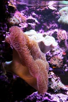 A large anemone in a saltwater aquarium.