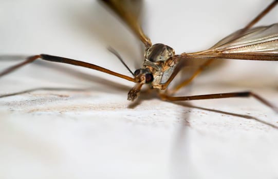 Close-up of a snake, a Tipula paludosa / oleracea. Portrait of a long legged cricket.