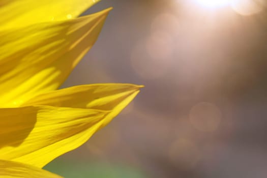 The petals of a sunflower with bouquet and light.
