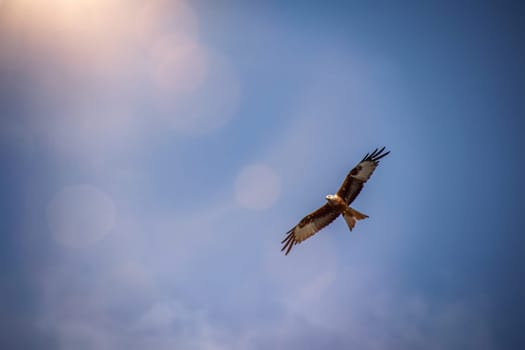 A red kite with outstretched wings circles in the sky.