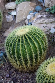 A large round cactus, a so-called mother-in-law chair.