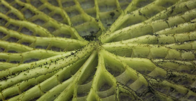 The leaf of the giant water lily (Victoria cruziana). Here from the lower side, what else floats on the water.