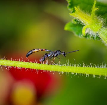 A Tailia wasp on a part of a cucumber plant.