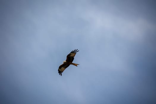 A red kite with outstretched wings circles in the sky.