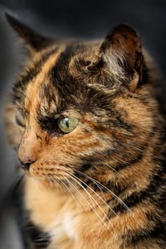 Portrait of a house cat, a cat with reddish-brown fur.
