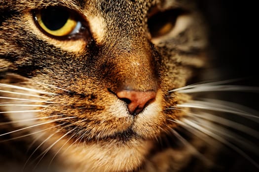 Portrait of a house cat, a cat with reddish-brown fur.