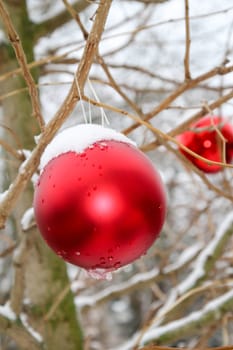 A bright red ball at Christmas time covered with snow on a tree outside.