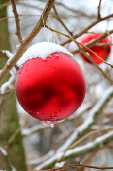 A bright red ball at Christmas time covered with snow on a tree outside.
