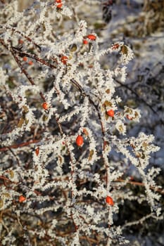 Red rose hips stand out in winter from the branches covered with hoarfrost.